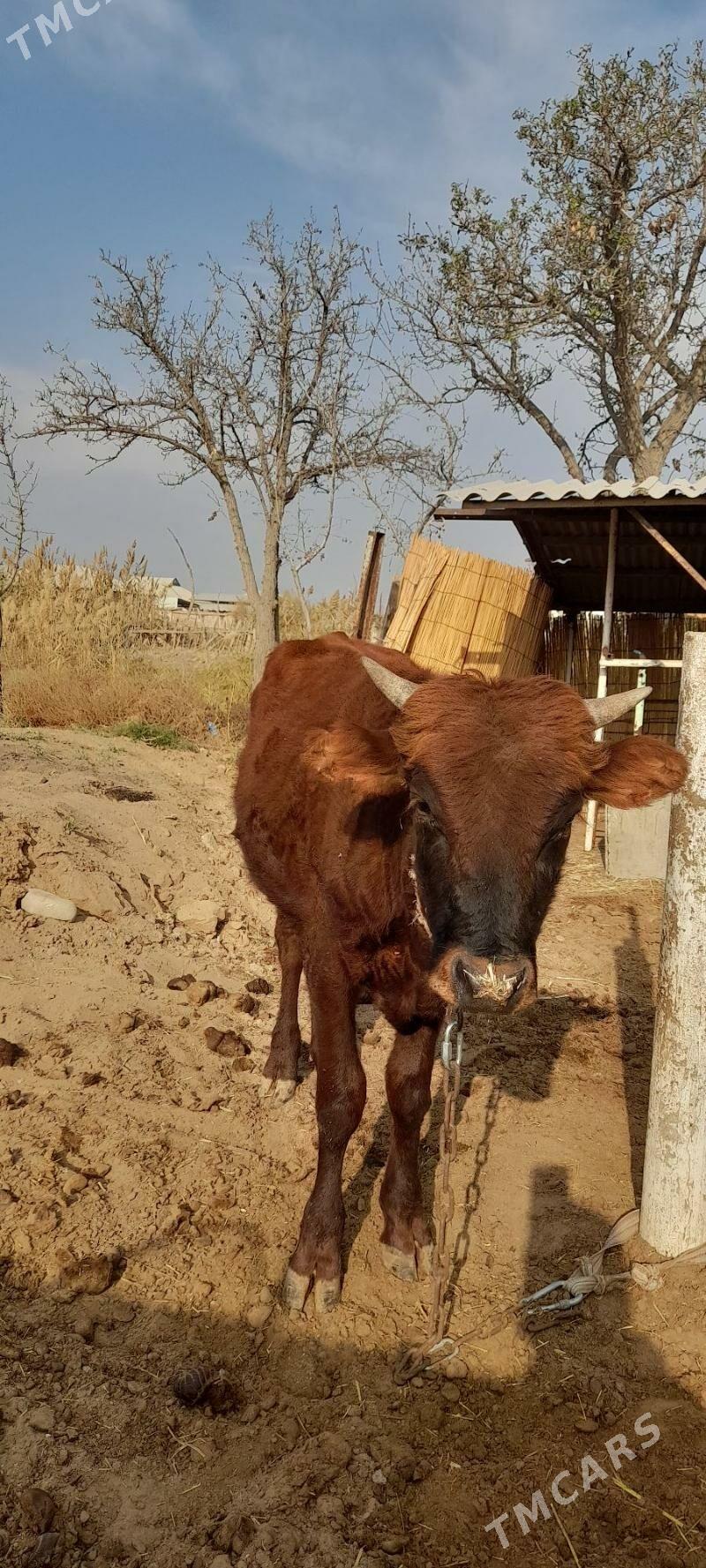 Meýdan öküz - Babadaýhan - img 2