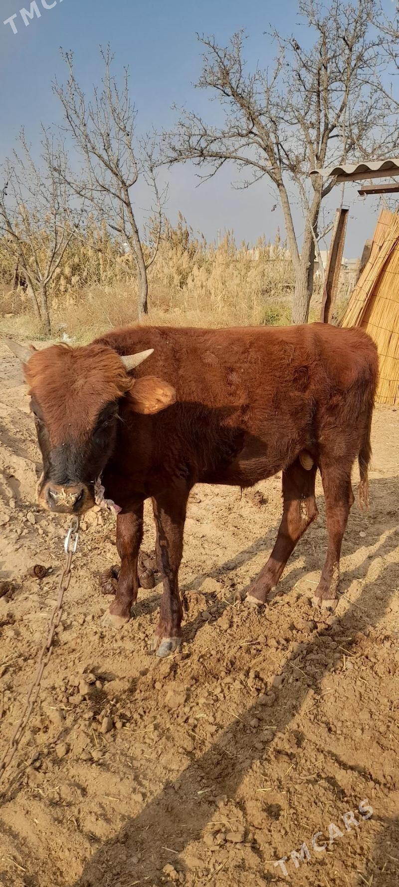 Meýdan öküz - Babadaýhan - img 1