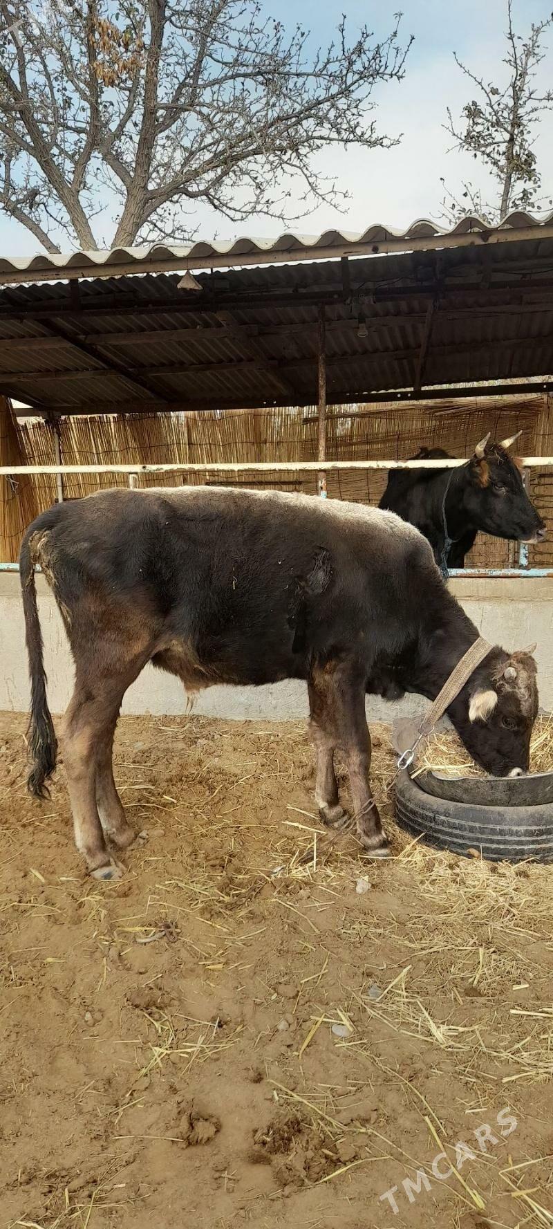 Meýdan öküz - Бабадайхан - img 2