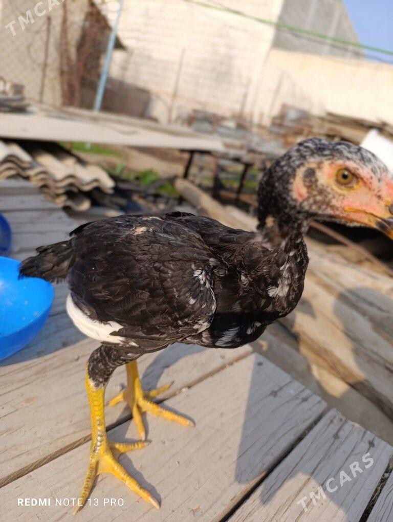 TAŞKENT JUJE - Aşgabat - img 1