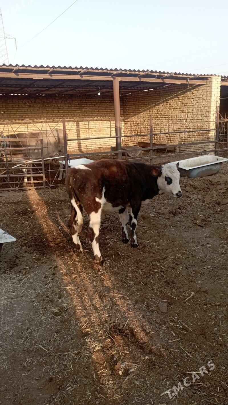 Òkiz - Мары - img 2