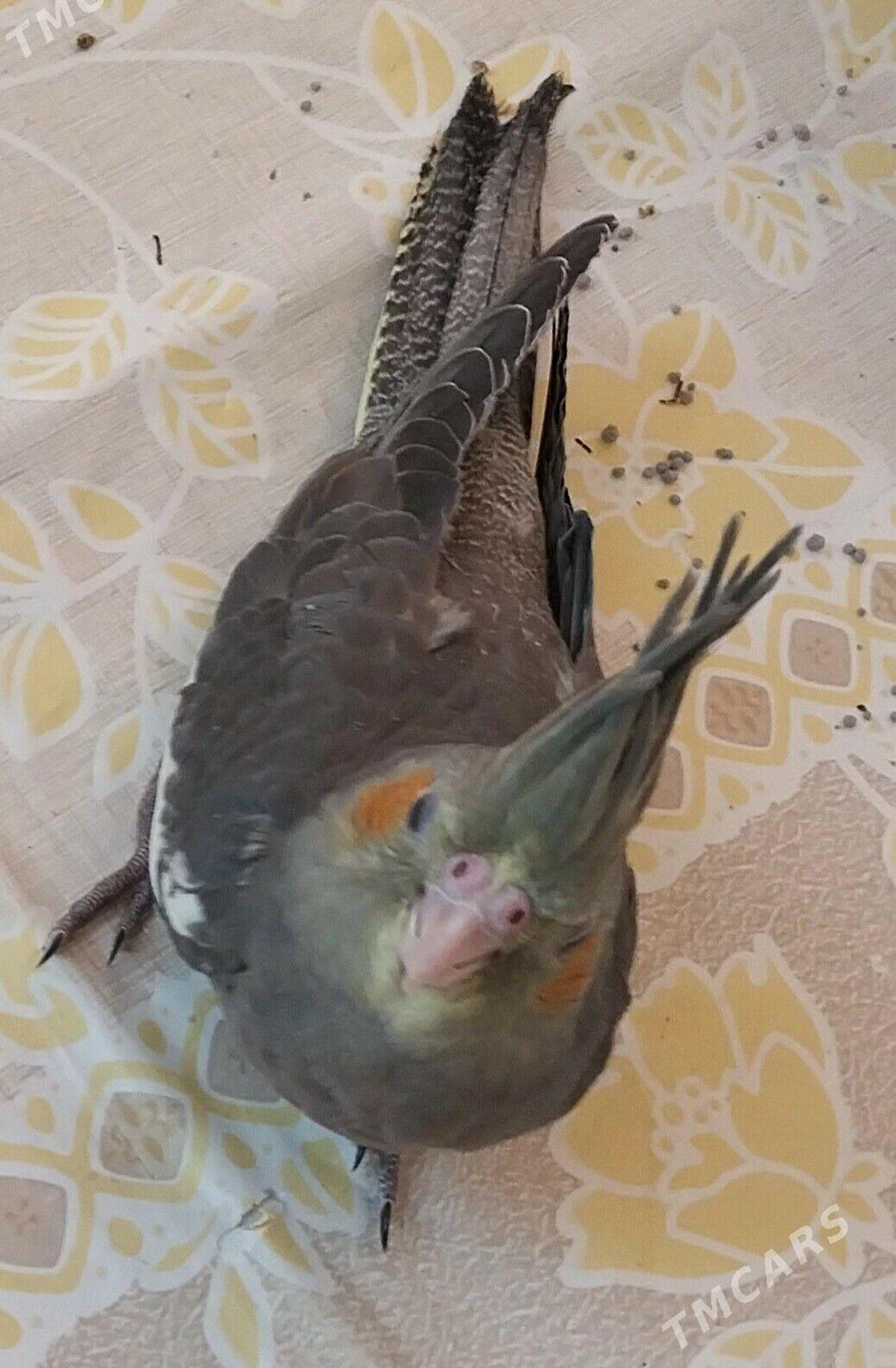 KORELLA - Büzmeýin GRES - img 2