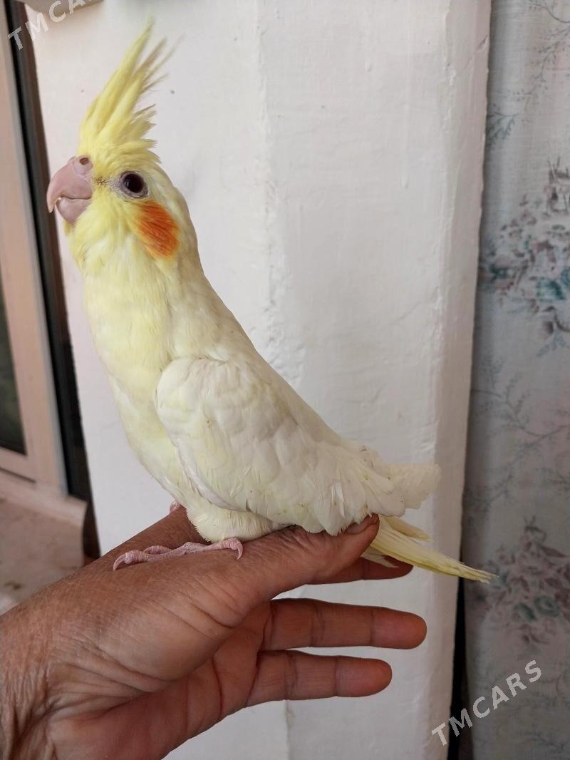 KORELLA - Büzmeýin GRES - img 1