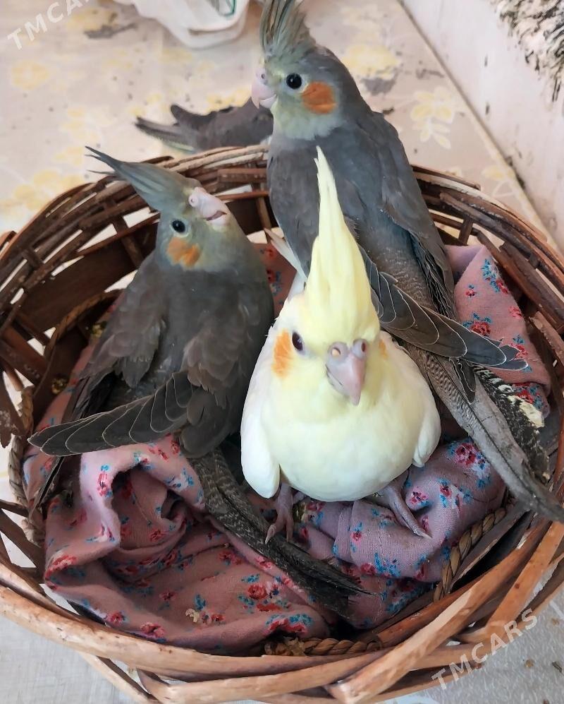 KORELLA - Büzmeýin GRES - img 5