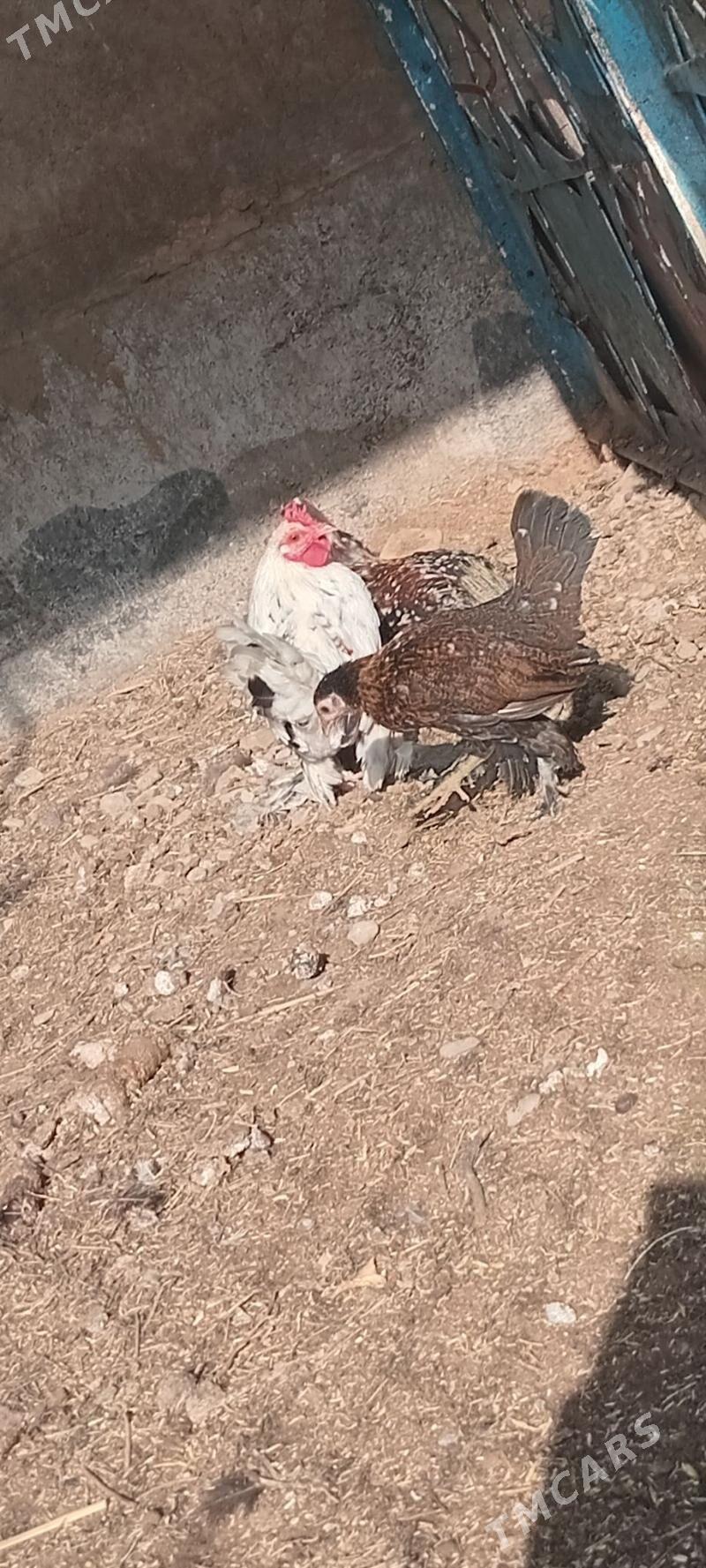 Karlik - Tejen - img 3