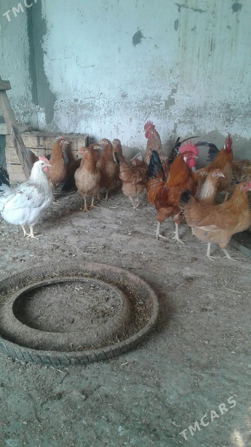 towuk - Bäherden - img 3