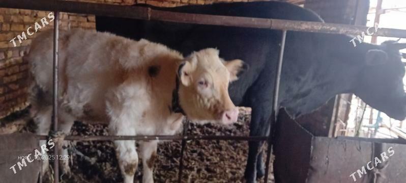 чорны пёстра сыгыр - Туркменабат - img 1