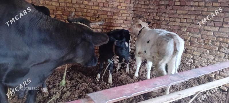 чорны пёстра сыгыр - Туркменабат - img 5