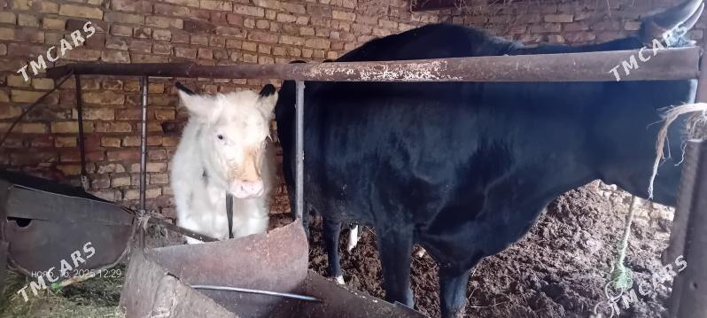 чорны пёстра сыгыр - Туркменабат - img 4