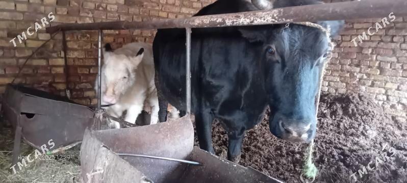 чорны пёстра сыгыр - Туркменабат - img 6