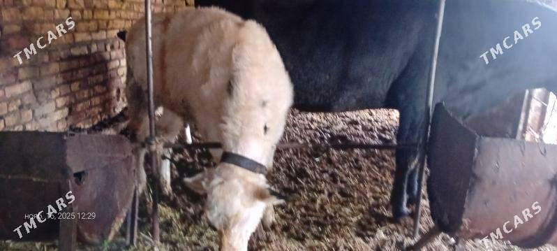 чорны пёстра сыгыр - Туркменабат - img 3