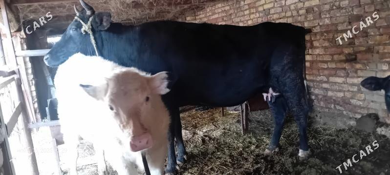 чорны пёстра сыгыр - Туркменабат - img 7