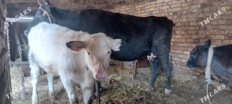 чорны пёстра сыгыр - Туркменабат - img 2