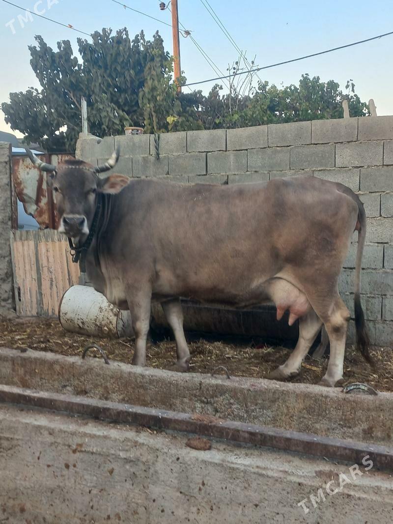 sygyr gyssagly - Bäherden - img 1