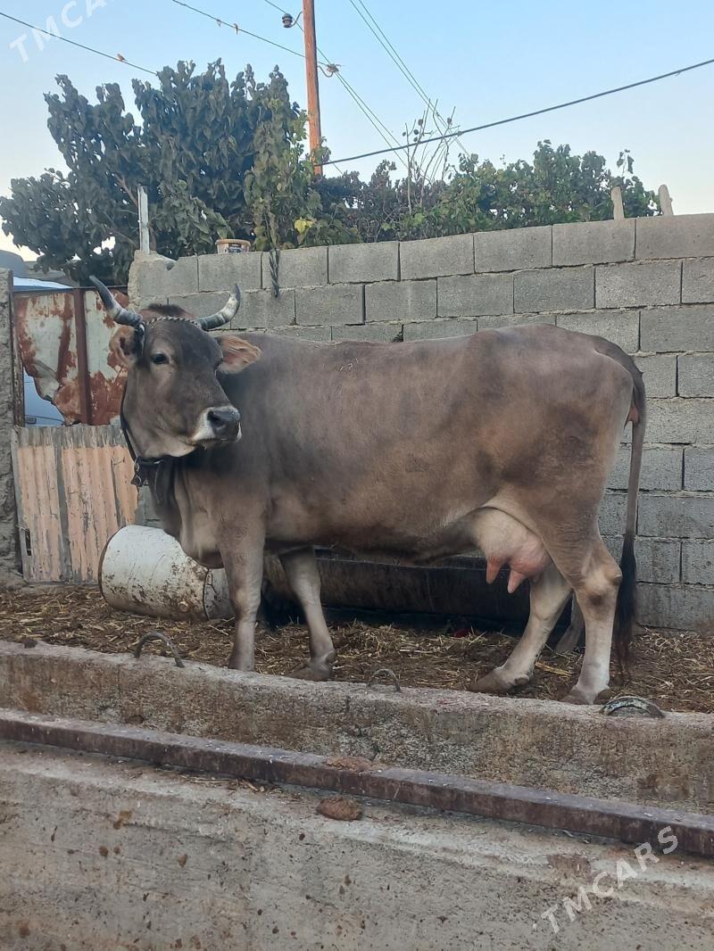 sygyr gyssagly - Bäherden - img 5