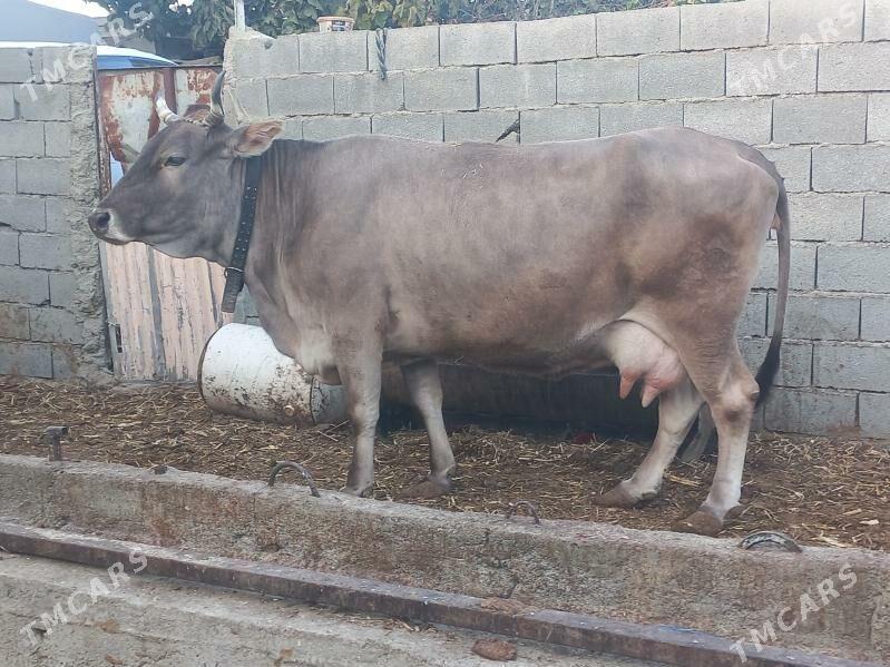 sygyr gyssagly - Bäherden - img 2