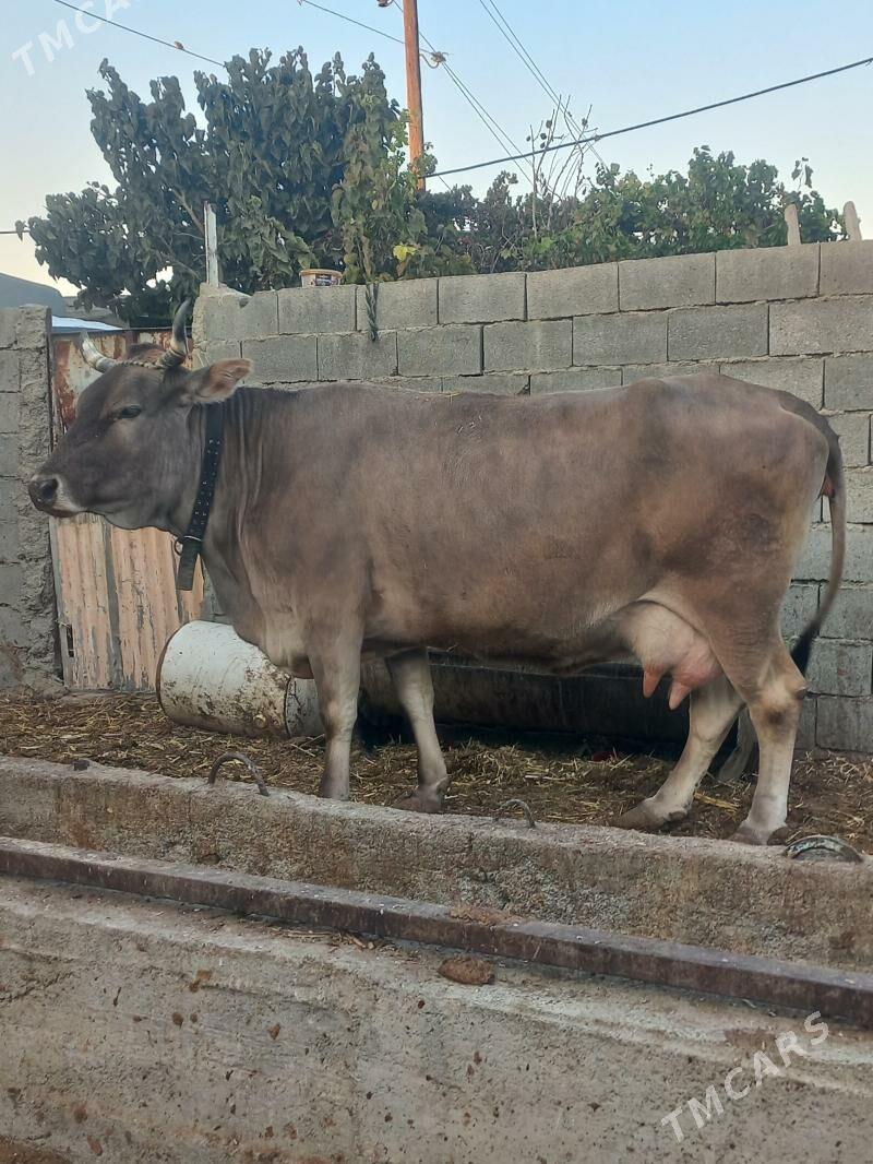 sygyr gyssagly - Bäherden - img 4