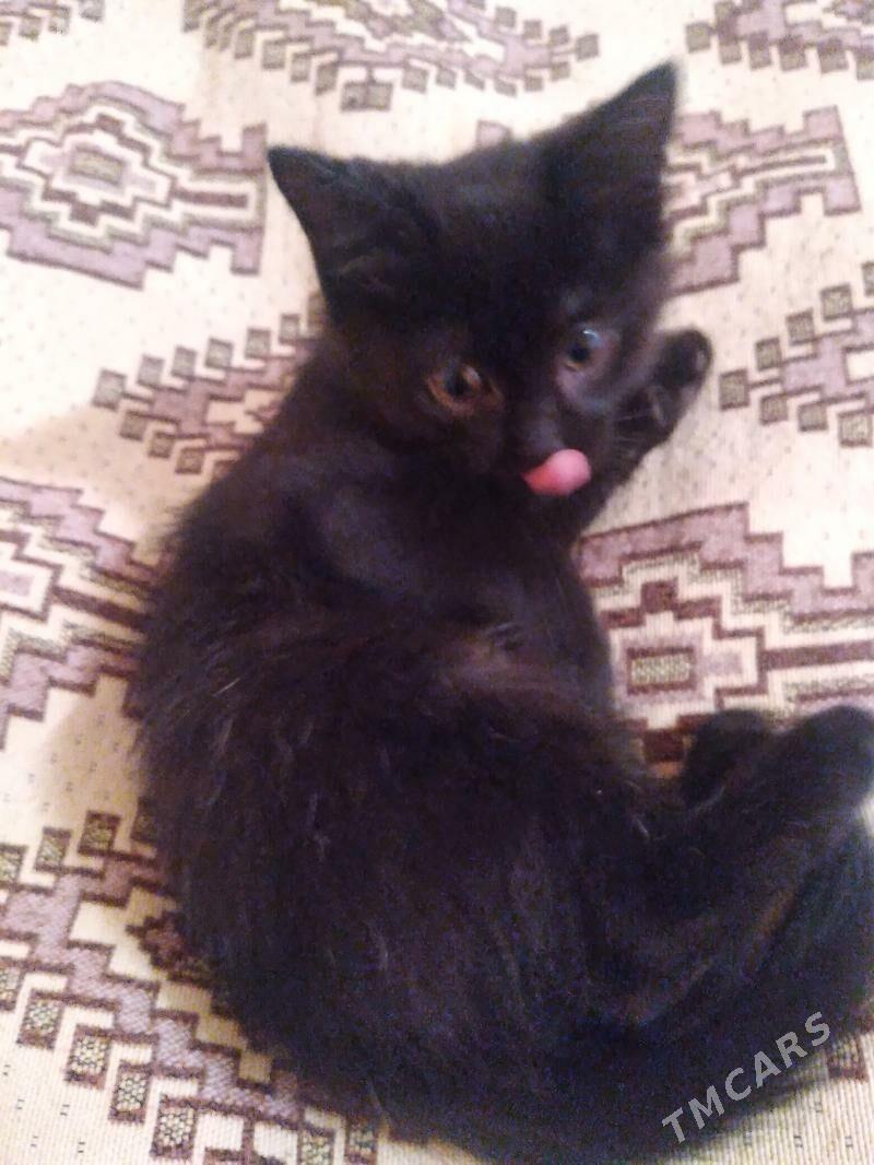 котенок - Daşoguz - img 3