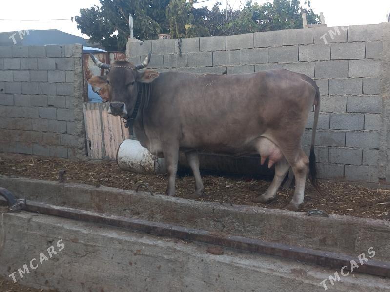 sygyr gyssagly - Bäherden - img 3