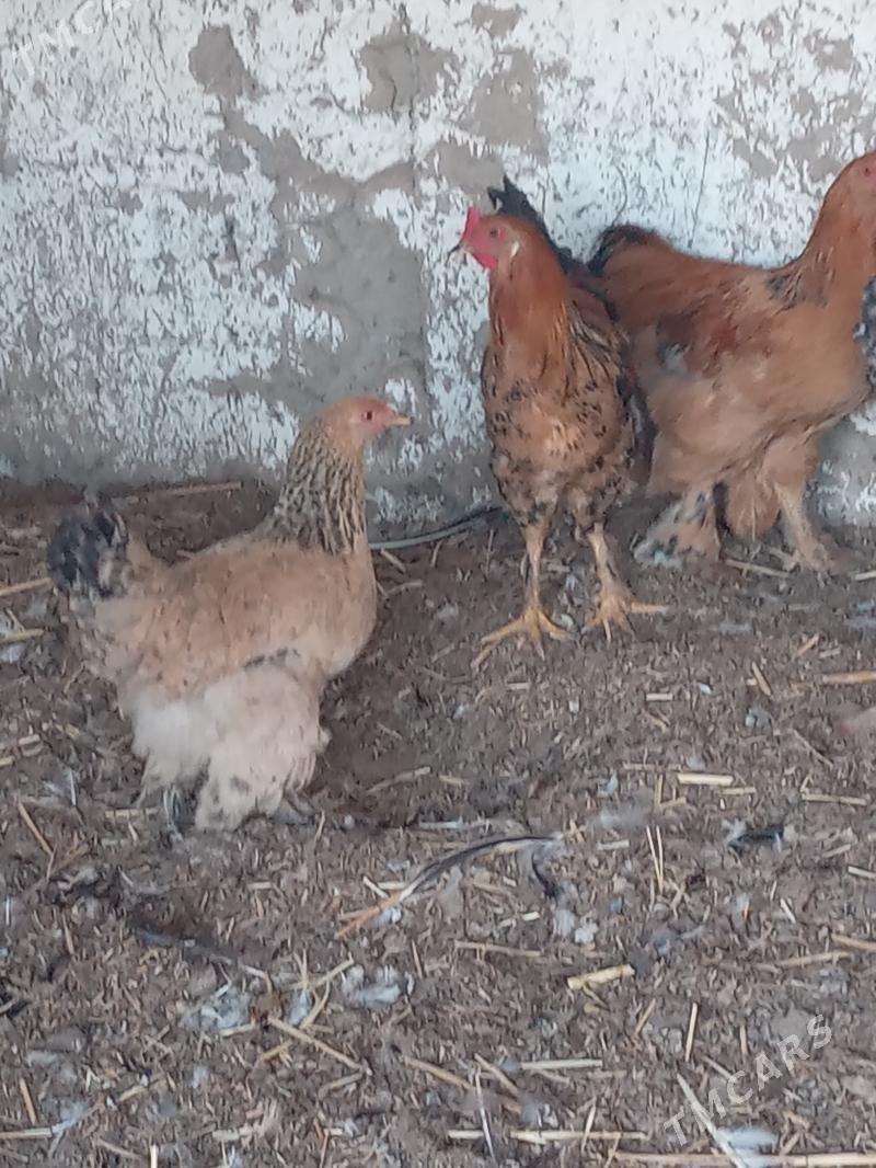 byrama - Кëши - img 5