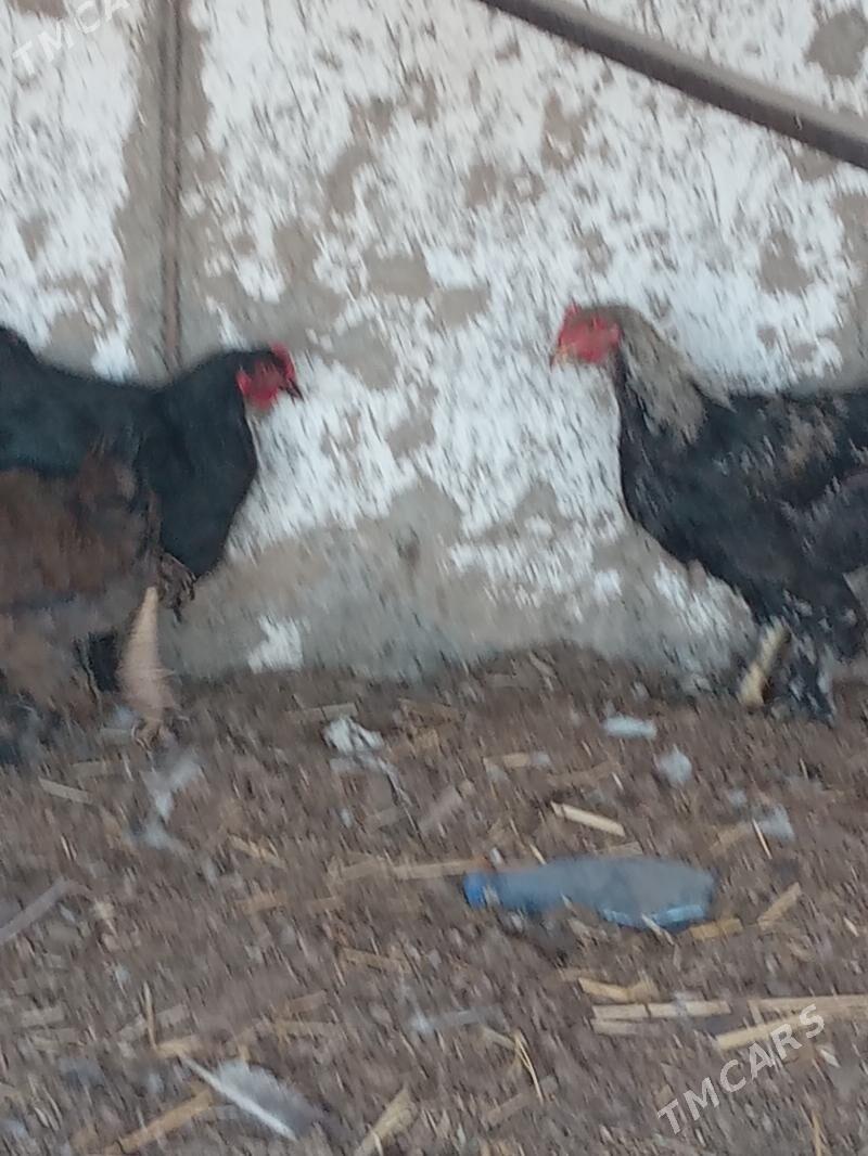 byrama - Кëши - img 2