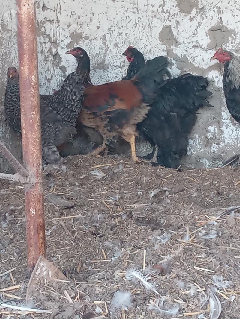 byrama - Кëши - img 10