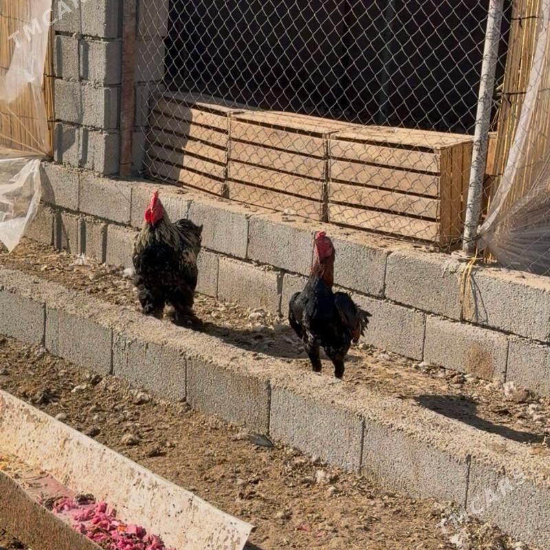 ordek taskent balgar horaz ba - Büzmeýin - img 1