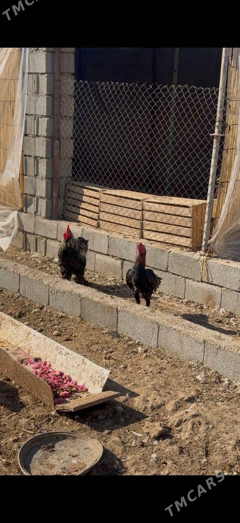 ordek taskent balgar horaz ba - Büzmeýin - img 2