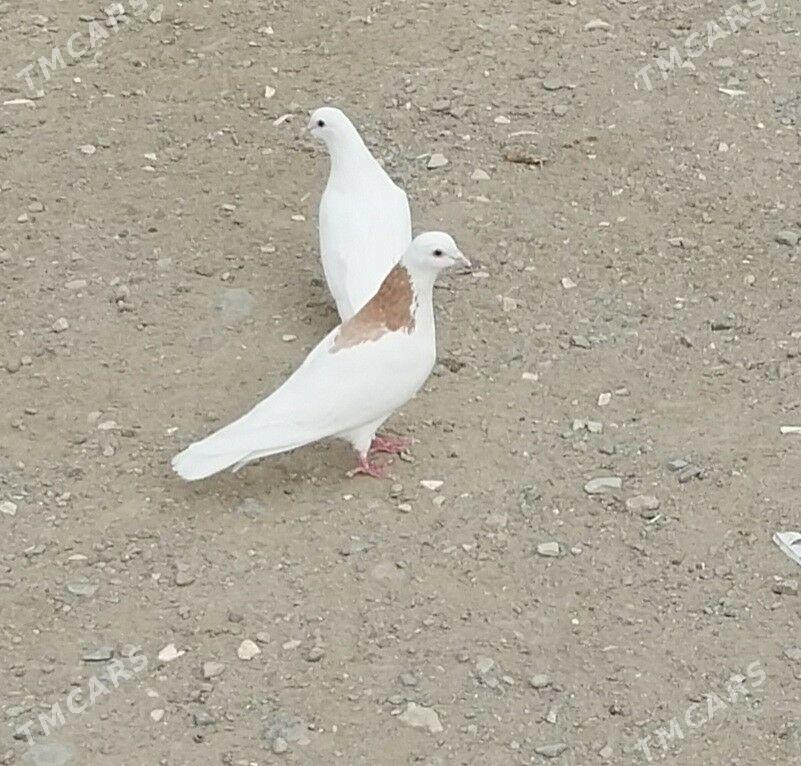 kepderi - Гызыларбат - img 3