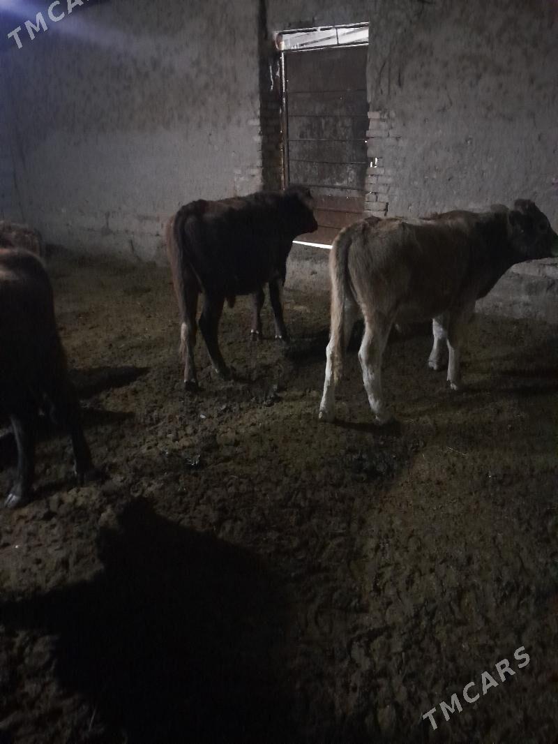 ökuzceler - Мары - img 5