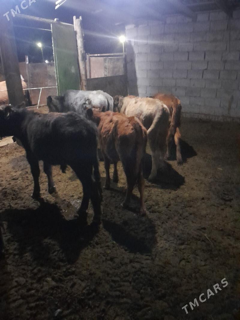 ökuzceler - Мары - img 3