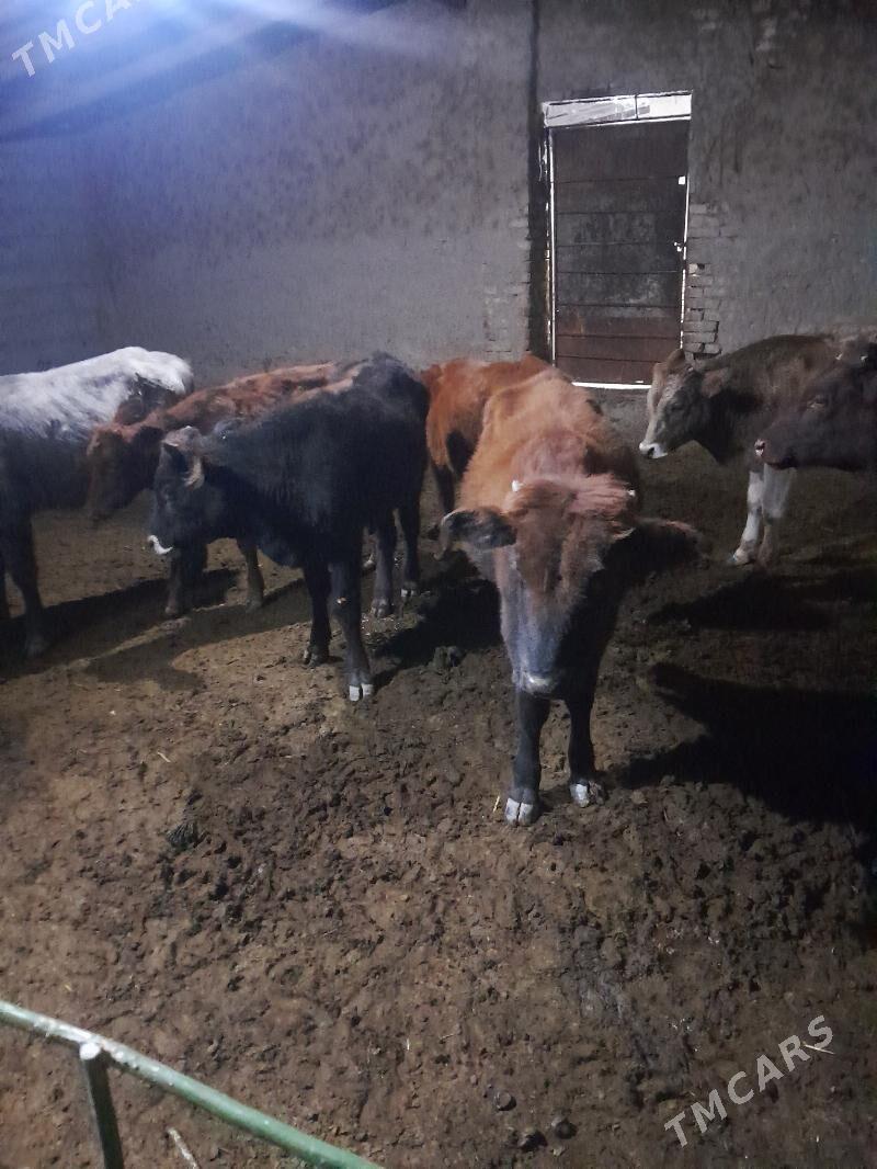 ökuzceler - Мары - img 1