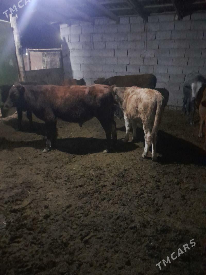 ökuzceler - Мары - img 4