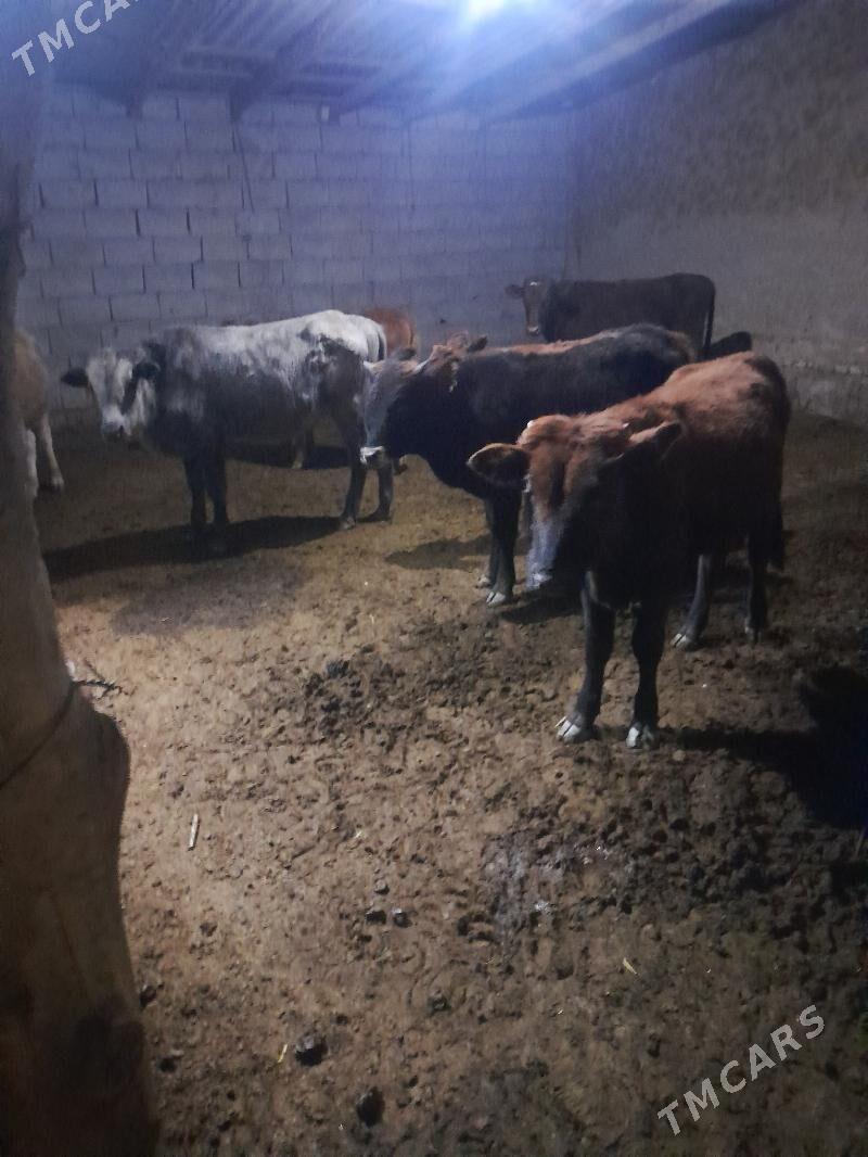 ökuzceler - Мары - img 2