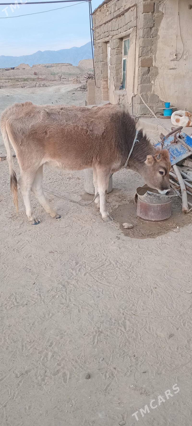 TÜWE - Magtymguly - img 2