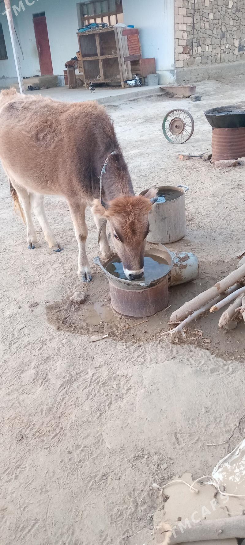 TÜWE - Magtymguly - img 4