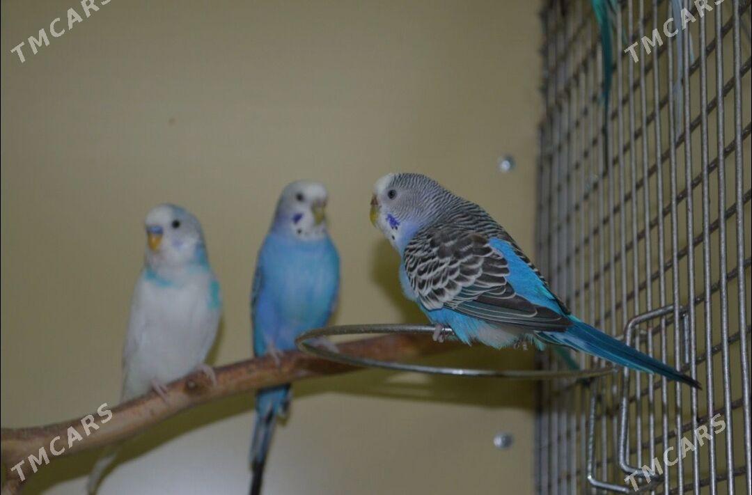 popugay sowgatlyk guslar - Aşgabat - img 2