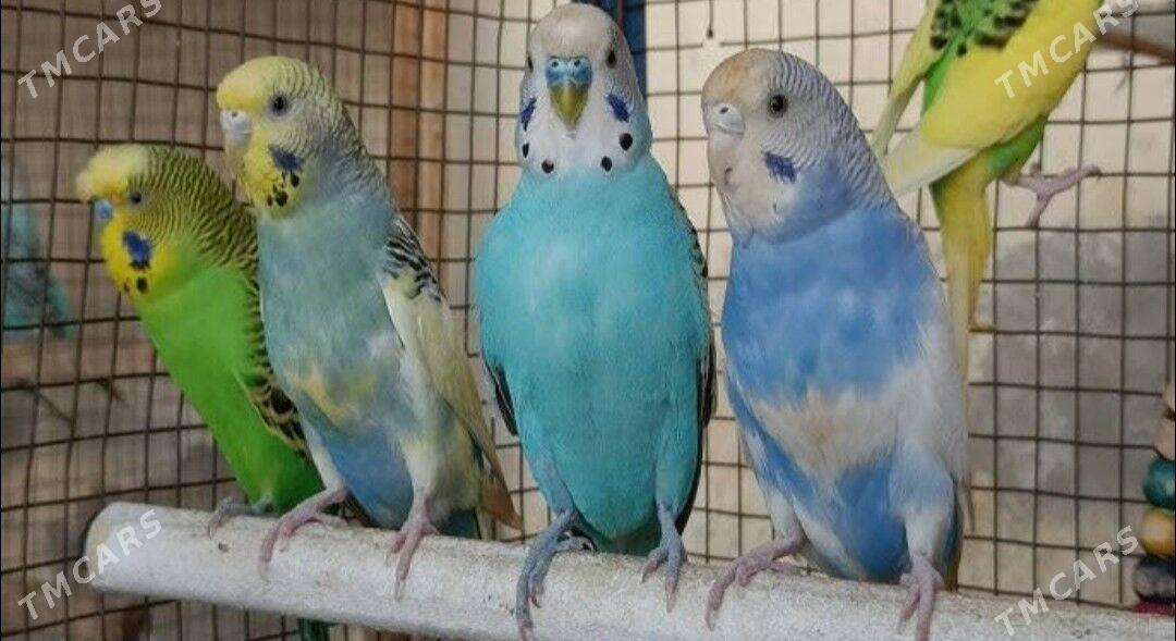 popugay sowgatlyk guslar - Aşgabat - img 1