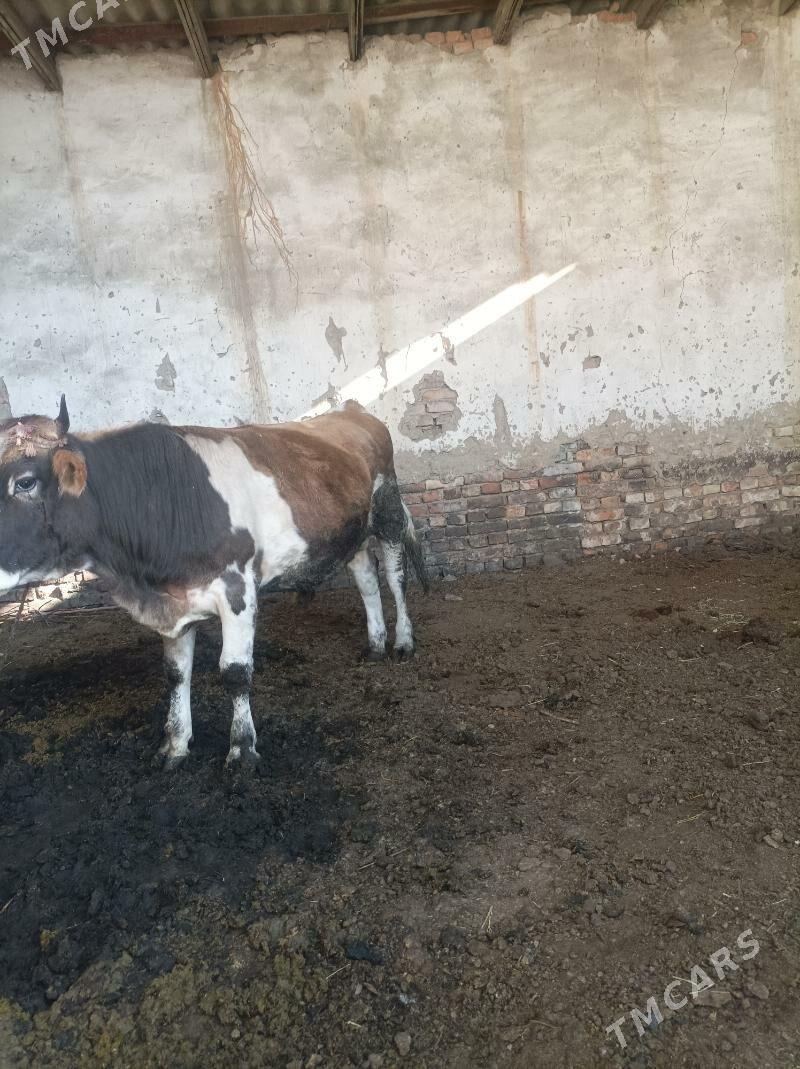 Ōküz - Magtymguly - img 2