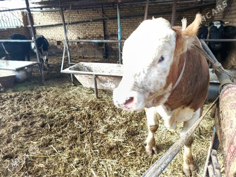 Simintak Okuz - Türkmenabat - img 6