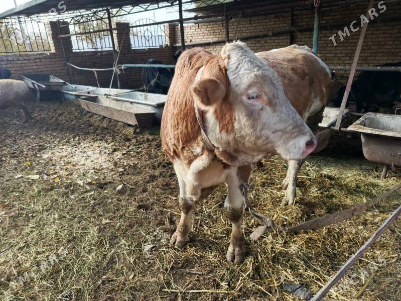 Simintak Okuz - Türkmenabat - img 3