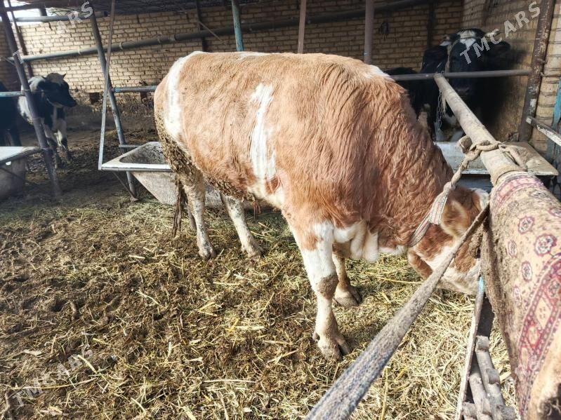 Simintak Okuz - Türkmenabat - img 2