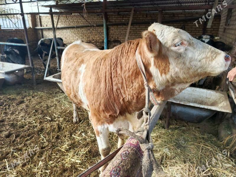 Simintak Okuz - Türkmenabat - img 4