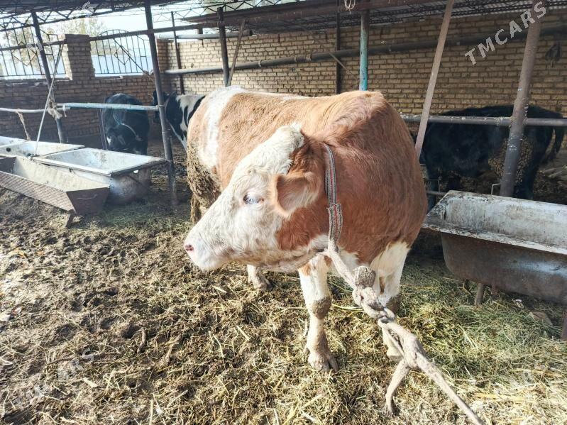 Simintak Okuz - Türkmenabat - img 5