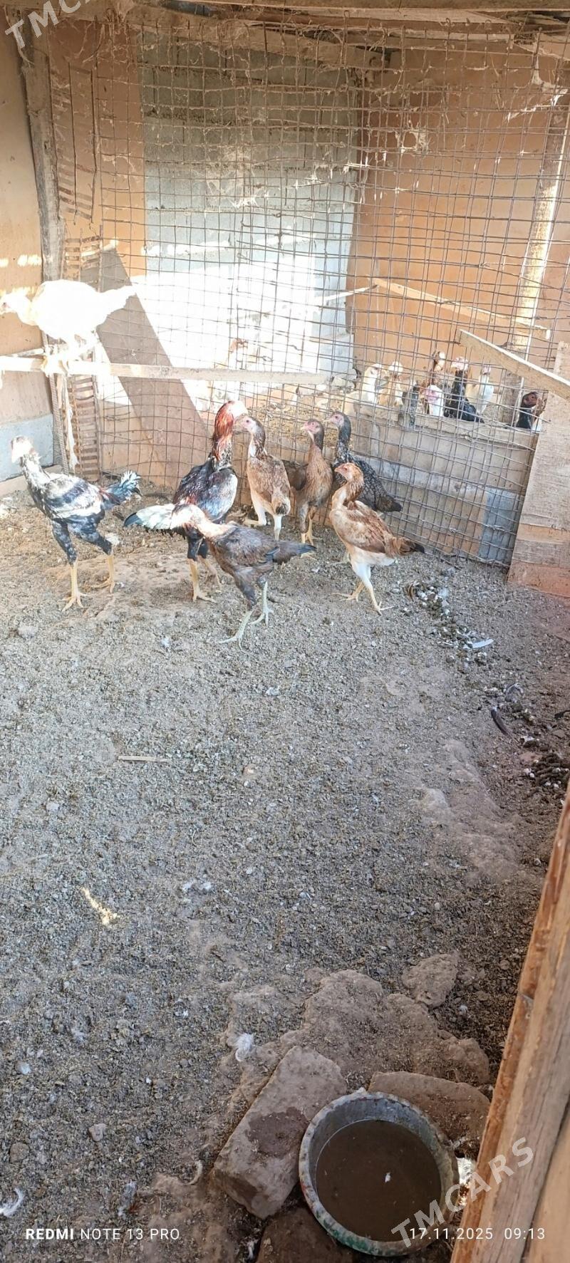 Bayes juje - Бабадайхан - img 1