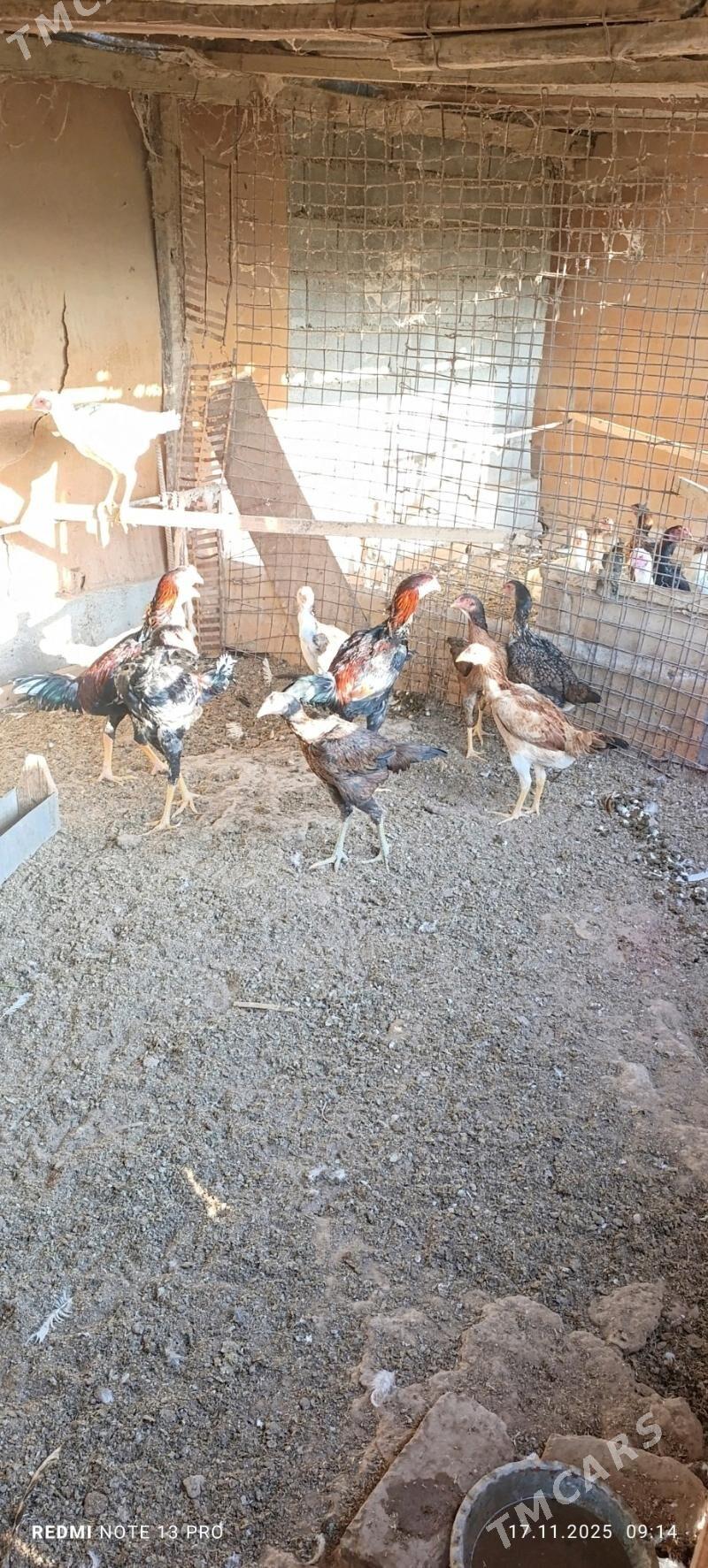 Bayes juje - Бабадайхан - img 2