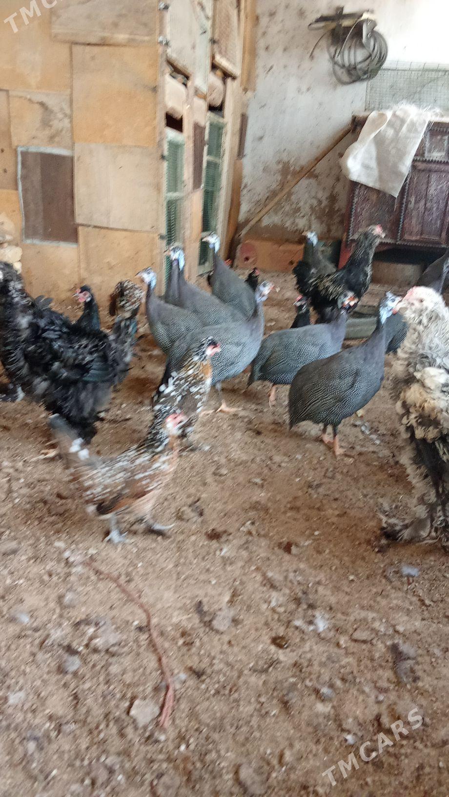 kakilik - Baýramaly - img 4