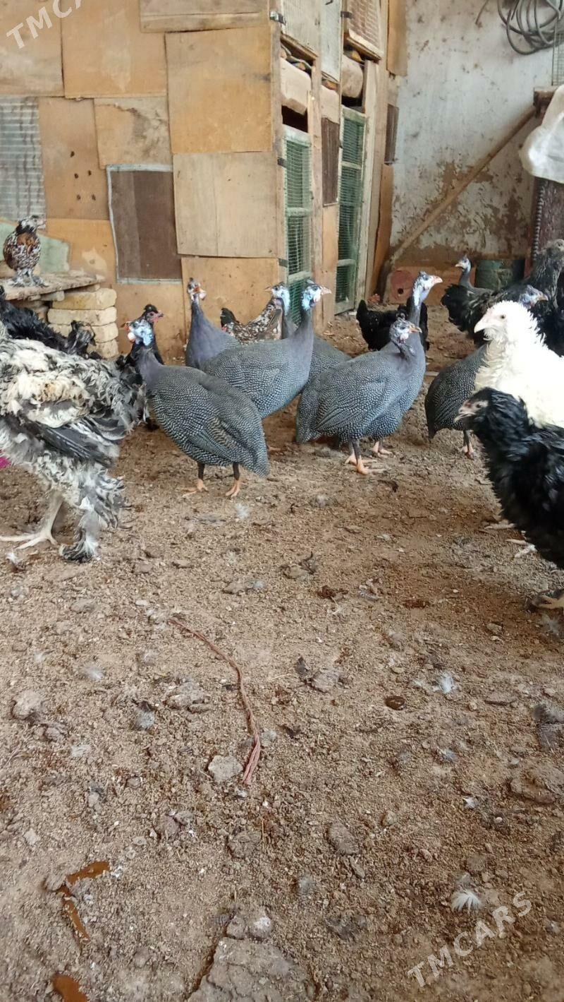 kakilik - Baýramaly - img 2