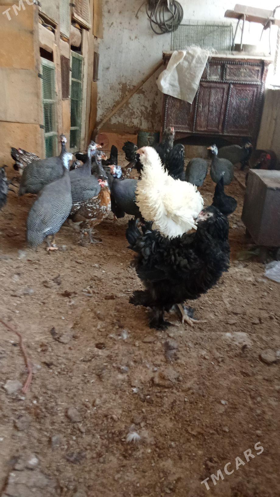 kakilik - Baýramaly - img 3