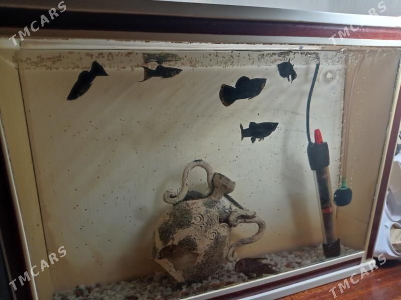 аквариум - Aşgabat - img 2